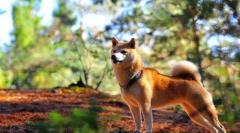 Siba inu (foto): myseľ, oddanosť a odvaha